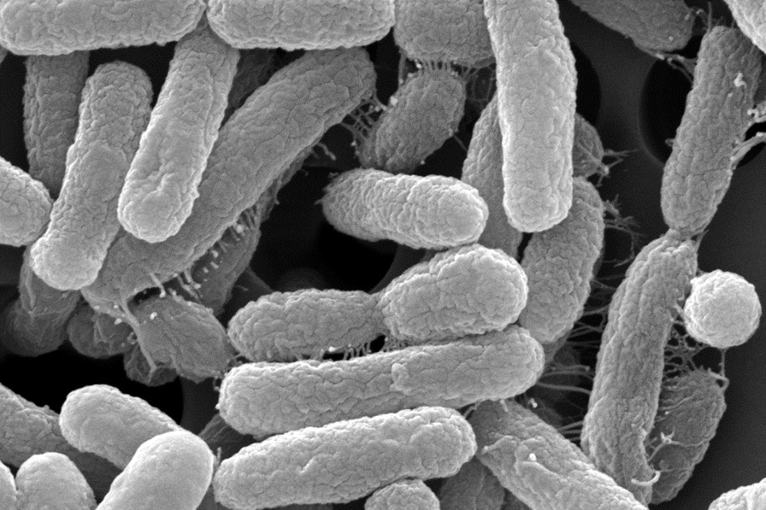 Clinical Review: How Akkermansia Muciniphila Supports Respiratory Health and Eases Coughs